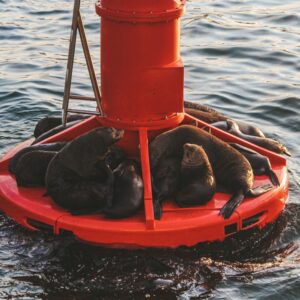 30-minute Seal & Harbour Cruise